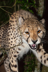 cheetah attack