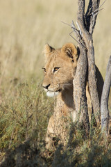 young lion in the savanna