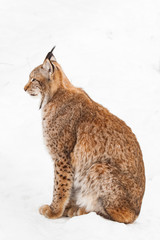 sitting lynx