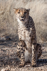 sitting cheetah