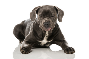 Cane Corso
