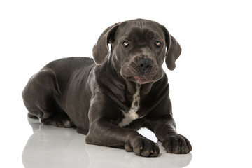 Cane Corso