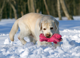 yellow labrador in winter with a pink toy portrait