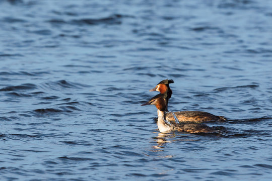 Pair of Great Crested Grebe swimming in a lake