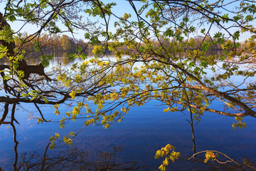 Maple tree at the lake