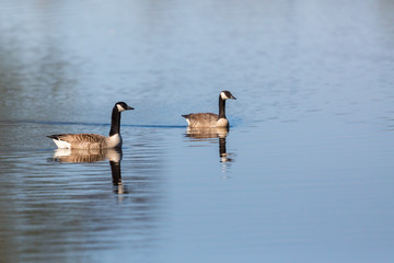Canada Goose pair