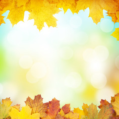 Autumn background with maple leaves © Evgeny Karandaev