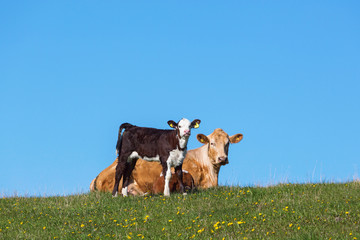Calf and cow on a meadow