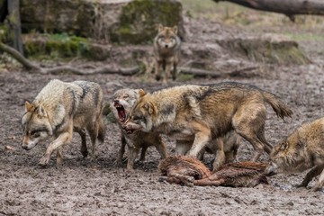 Loups Européens