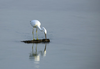 A beautiful heron fishing