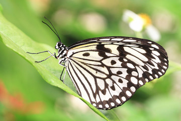 Large Tree Nymphs butterfly and green leaf