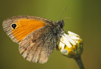 motyl © marcinbawiec