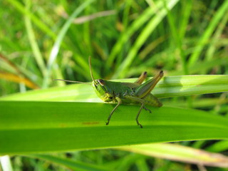 Grasshopper