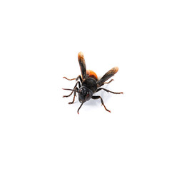 Wasp isolated on white