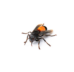Wasp isolated on white