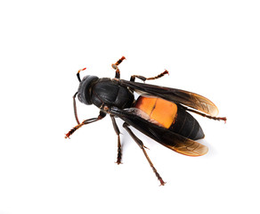 Wasp isolated on white