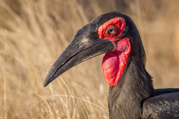 Southern ground hornbill (Bucorvus leadbeateri)