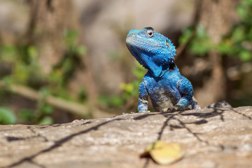 Common agama