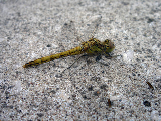 Odonata
