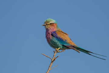 Lilac-breasted roller on Kruger park