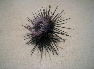sea urchin
