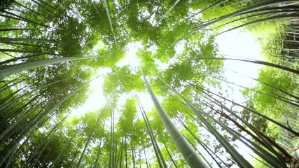 Japanese bamboo rainforest environment sunlight Arashiyama Kyoto 