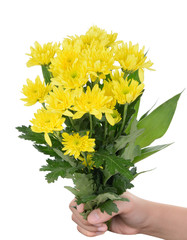 hand holding yellow gerbera flower on white background