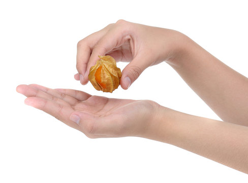 hand taking cape gooseberry isolated on white