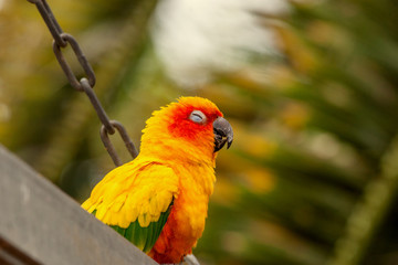 Sun Conure parrot on a swing