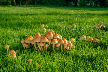 Mushrooms on green grass