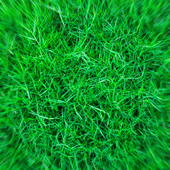 action of zoom to  green grass for background texture