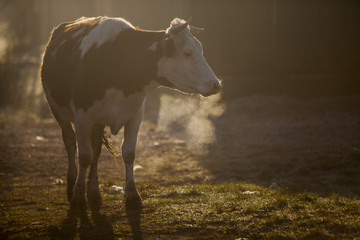 Cow at sunrise