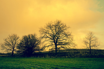 Obraz premium Tree silhouettes in sunrise landscape