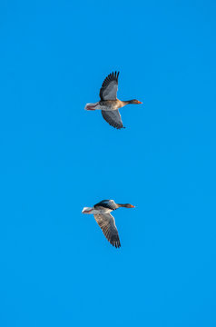 Geese flying on blue background