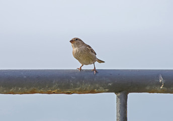 European sparrow or passer domesticus
