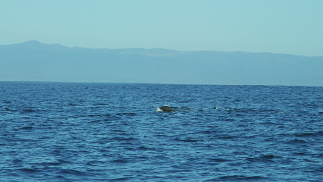 Sea lions Humpback Whales blowholes, California coastline, USA
