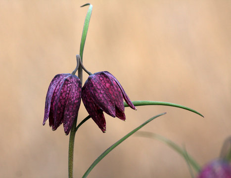 Twee kievitsbloemen tegen achtergrond van riet