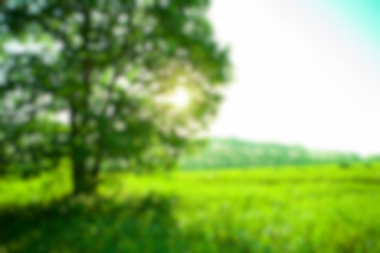 de-focused nature backround