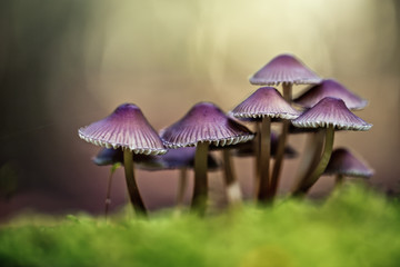 Forest Mushrooms