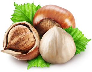 Hazelnuts with leaves on a white background.