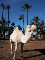Dromedario