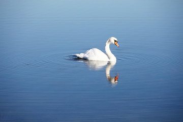 Schwan im stillen Wasser