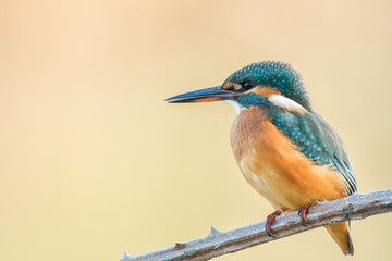 female kingfisher