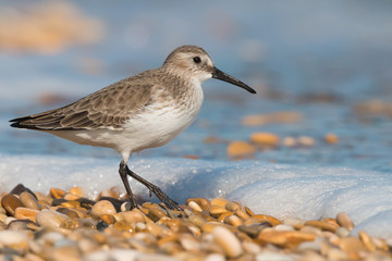 the walk on the beach