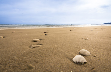 Fototapeta na wymiar Stones and seashells on the beach