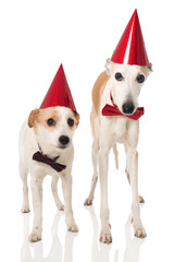 Partyhunde