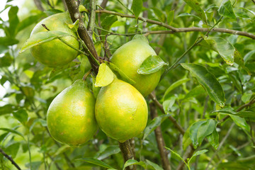 Oranges on tree