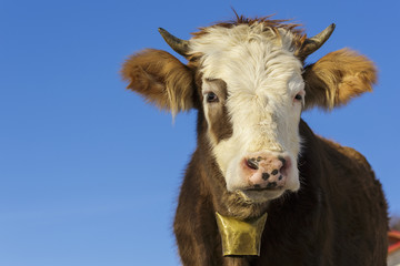 Brown cow portrait with bell over clear blue sky
