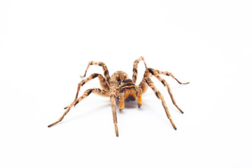 spider isolated © Alik Mulikov