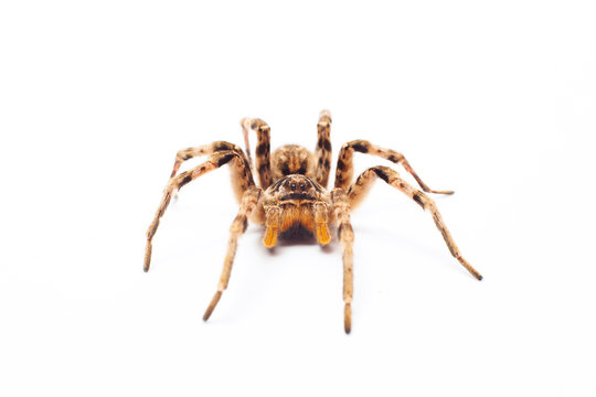 spider isolated